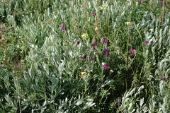 Vicia sativa amphicarpa