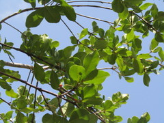 Myrcia tomentosa