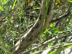 Myrcia tomentosa