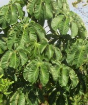 Cecropia palmata