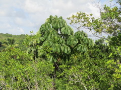 Cecropia palmata