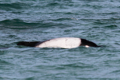 Cephalorhynchus commersonii