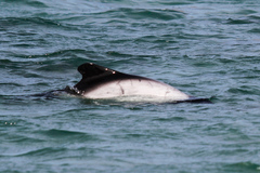 Cephalorhynchus commersonii
