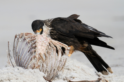 Striated Caracara (Daptrius australis)