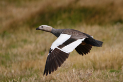 Ruddy-Headed Goose photo 4