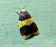 Heterallactis phlogozona