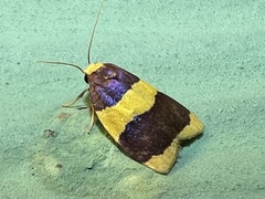 Heterallactis phlogozona
