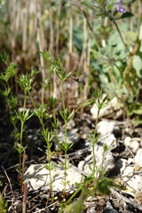 Galium tenuissimum