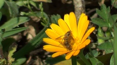 Usia versicolor