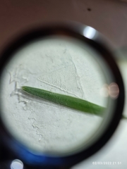 Helictochloa bromoides bromoides