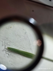 Helictochloa bromoides bromoides