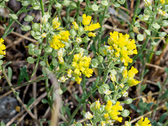Alyssum montanum gmelinii