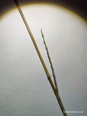 Helictochloa bromoides bromoides