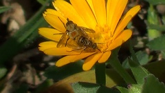 Usia versicolor