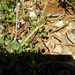 Medicago monantha - Photo (c) דבורה שיצר, some rights reserved (CC BY-NC), uploaded by דבורה שיצר