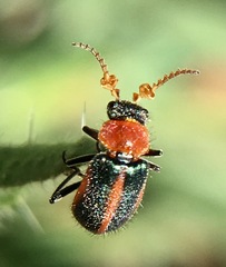 Collops vittatus