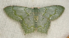 Chloropteryx diluta
