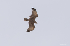 Circaetus beaudouini