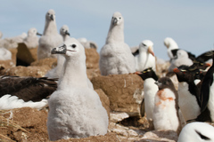 Black-Browed Albatross photo 5