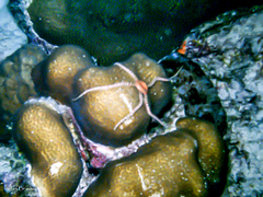 Ophioderma rubicunda