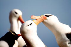 Black-Browed Albatross photo 6
