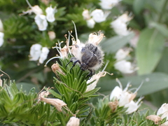 Tropinota squalida canariensis