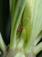 Longitarsus kleiniiperda