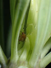 Longitarsus kleiniiperda