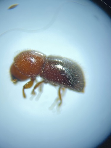 Granulate Ambrosia Beetle photo 4
