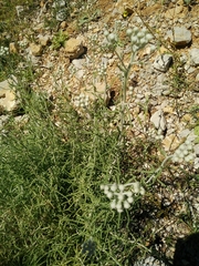 Achillea falcata