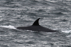 Balaenoptera borealis