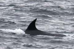 Balaenoptera borealis