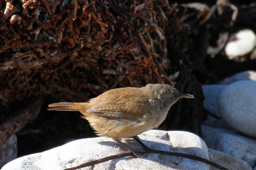 Cobb's Wren (Troglodytes cobbi), photo 10