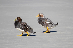 Tachyeres brachypterus