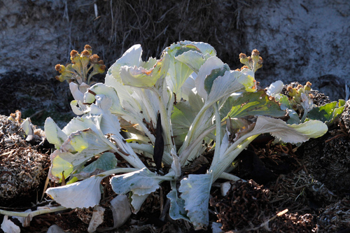 Image of Senecio Candidans (Senecio candidans) by no rights reserved
