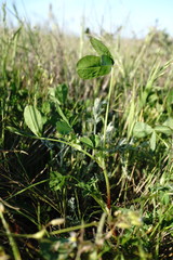 Trifolium angulatum