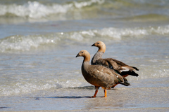 Chloephaga rubidiceps