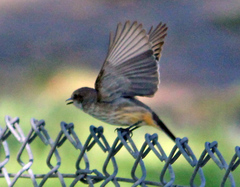 Pyrocephalus rubinus