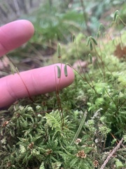 Leucolepis