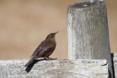 Cinclodes antarcticus