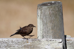 Cinclodes antarcticus