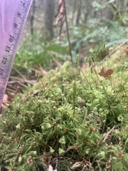 Leucolepis