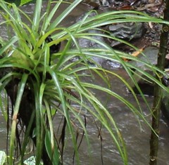 Tillandsia