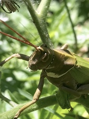 Coryacris angustipennis