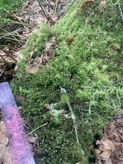 Leucolepis