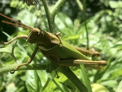 Coryacris angustipennis