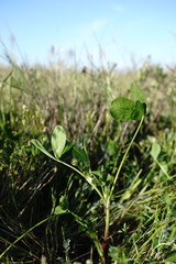 Trifolium angulatum