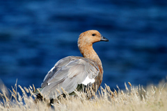 Chloephaga rubidiceps