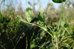 Trifolium angulatum