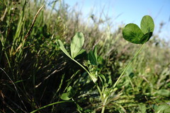 Trifolium angulatum